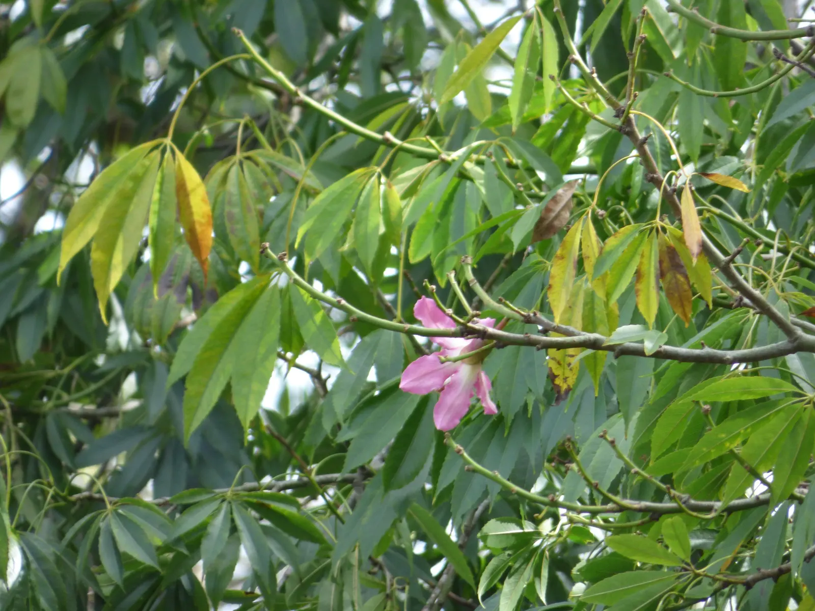 Silk Floss Tree (Ceiba Speciosa) — scientifically known as Ceiba speciosa; the Silk Floss Tree (Ceiba speciosa), image 76