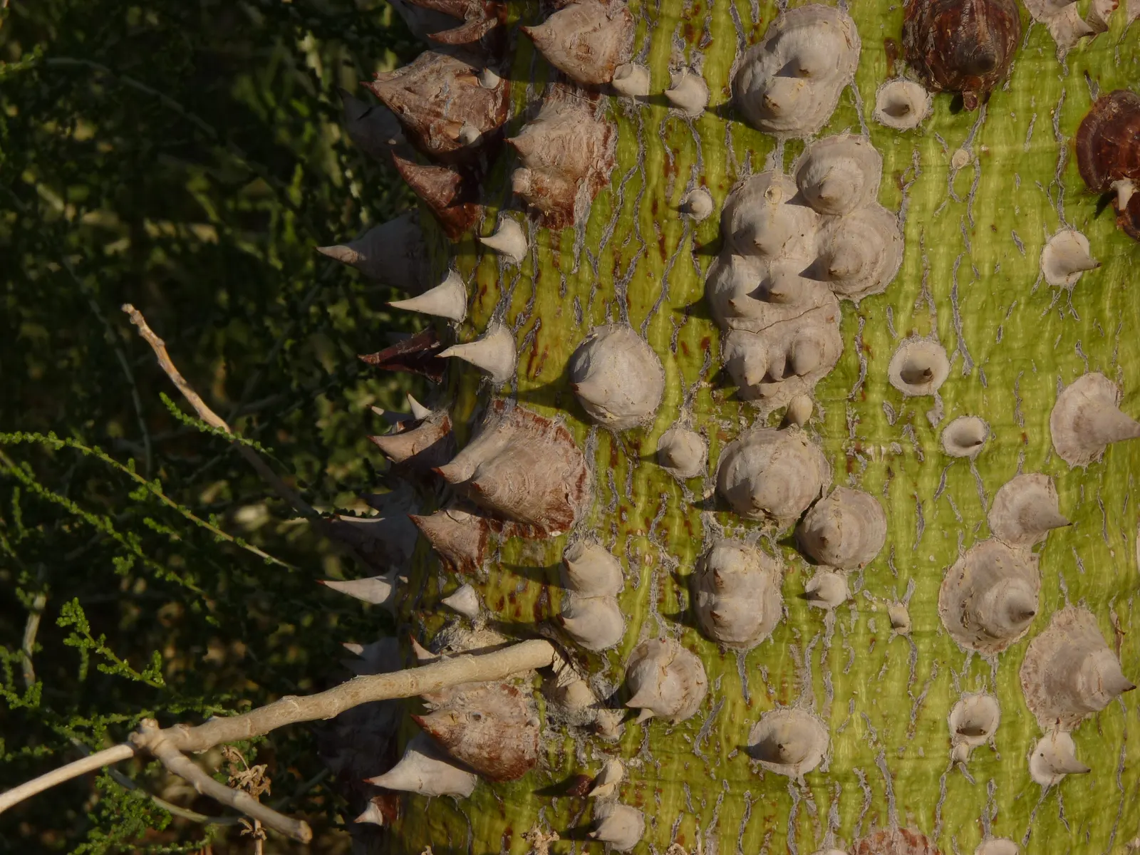 Silk Floss Tree (Ceiba Speciosa) — It is tolerant of different soil types but prefers those that are moderately fertile; it commands attention in any landscape
