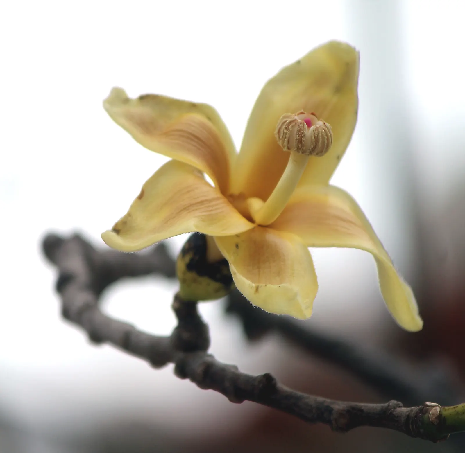 Silk Floss Tree (Ceiba Speciosa) — The tree's trunk is one of its most distinctive features; it is thick and bottle-shaped; reaches heights of, image 81