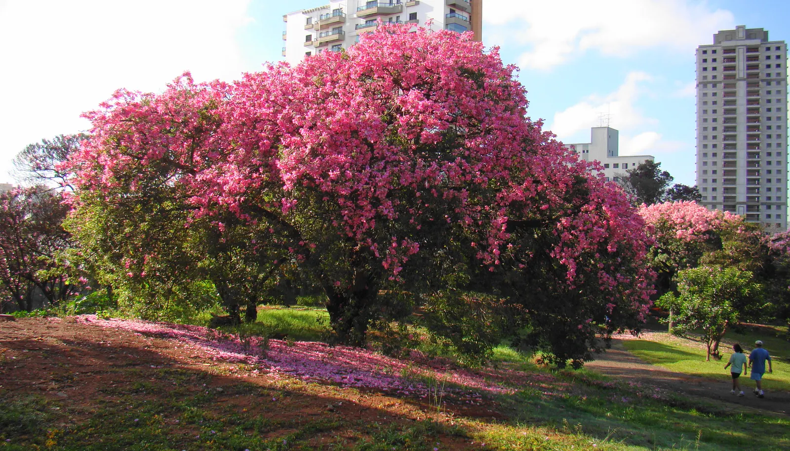 Silk Floss Tree (Ceiba Speciosa) — With potential heights reaching between 40 to 60 feet and spreading approximately 40 to 60 feet wide; creating an, image 145