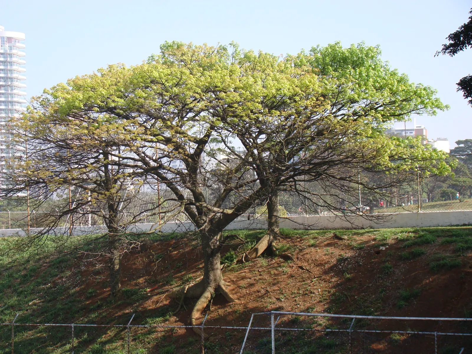 Silk Floss Tree (Ceiba Speciosa) — The tree's trunk is one of its most distinctive features; it is thick and bottle-shaped; reaches heights of, image 147