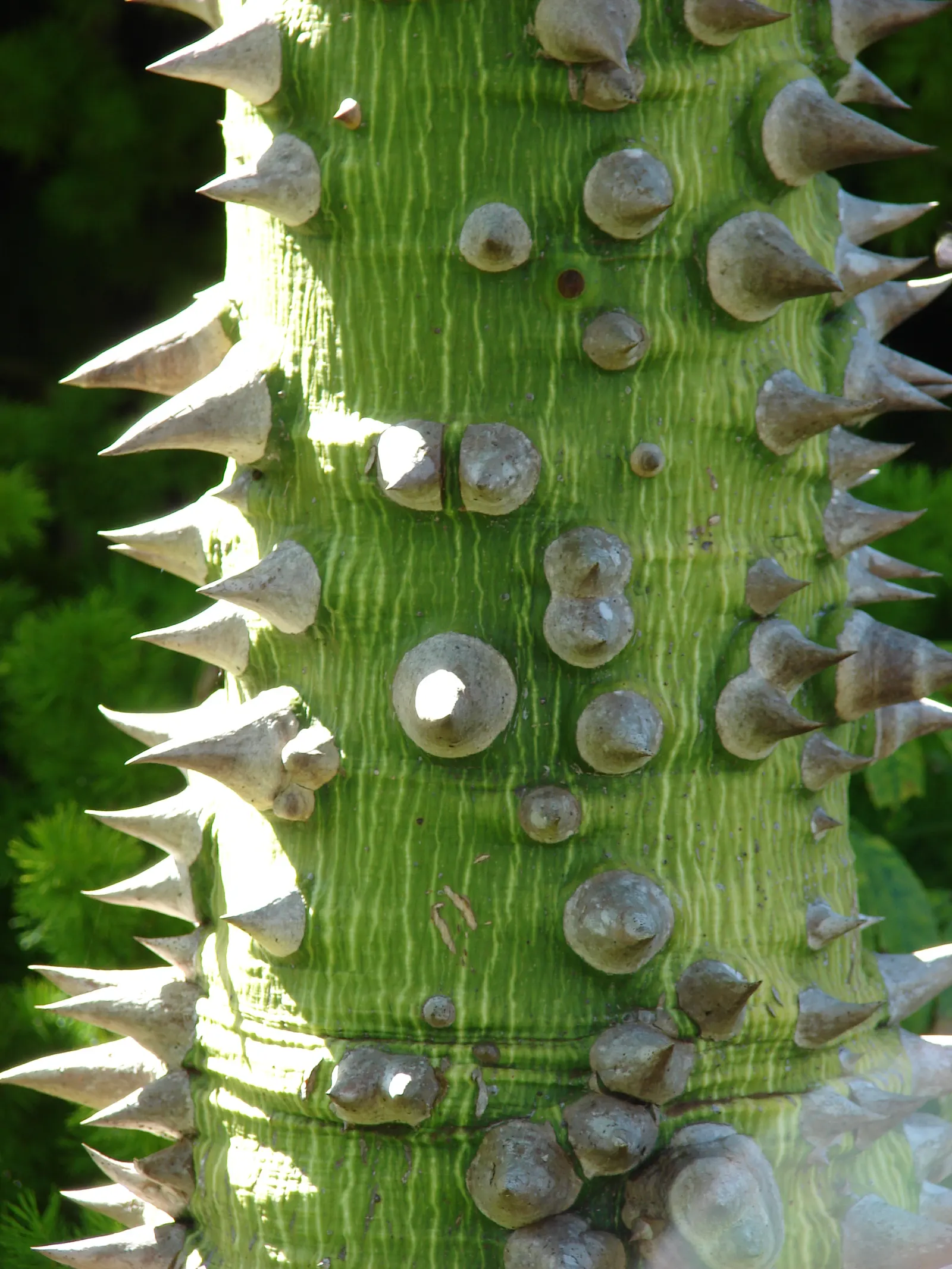 Silk Floss Tree (Ceiba Speciosa) — orchid-like pink flowers in fall before leaf drop, image 138