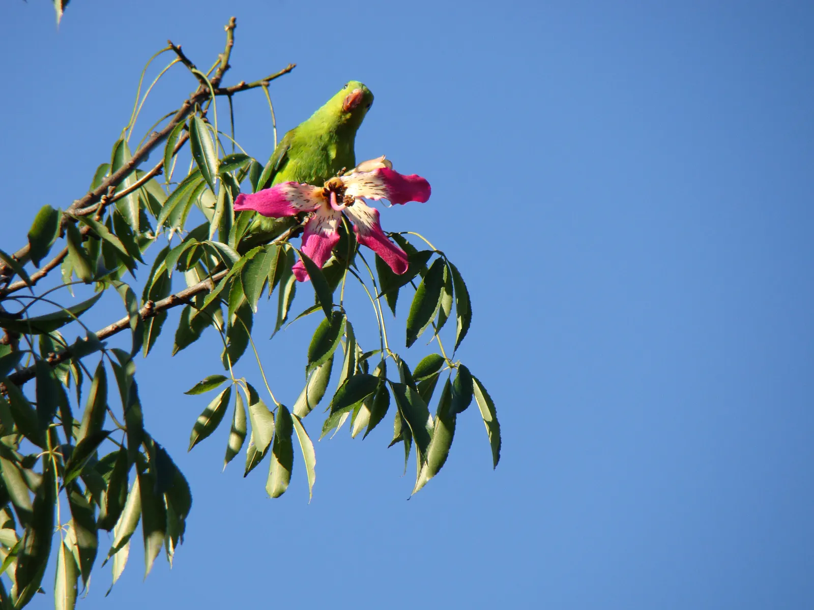 Silk Floss Tree (Ceiba Speciosa) — the blooming flowers can completely cover the tree; recognizable by its unique and majestic stature, image 153