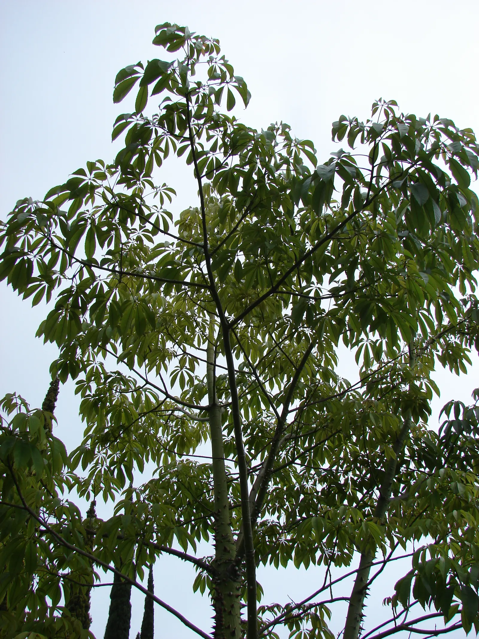 Silk Floss Tree (Ceiba Speciosa) — it commands attention in any landscape design; where it won't interfere with nearby structures