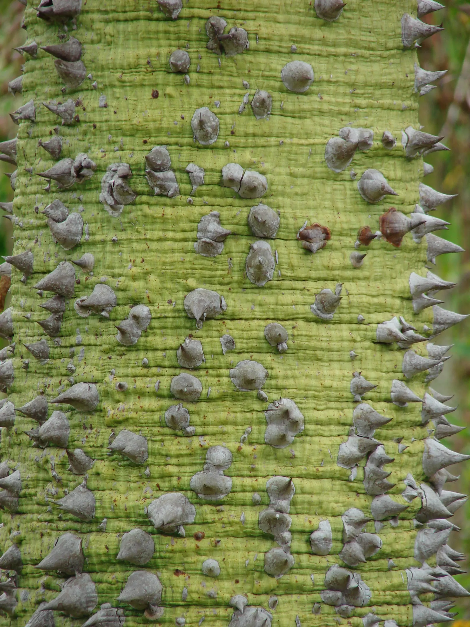 Silk Floss Tree (Ceiba Speciosa) — reaches heights of 30-60 feet; offering a brilliant display when few other trees are blooming, image 135