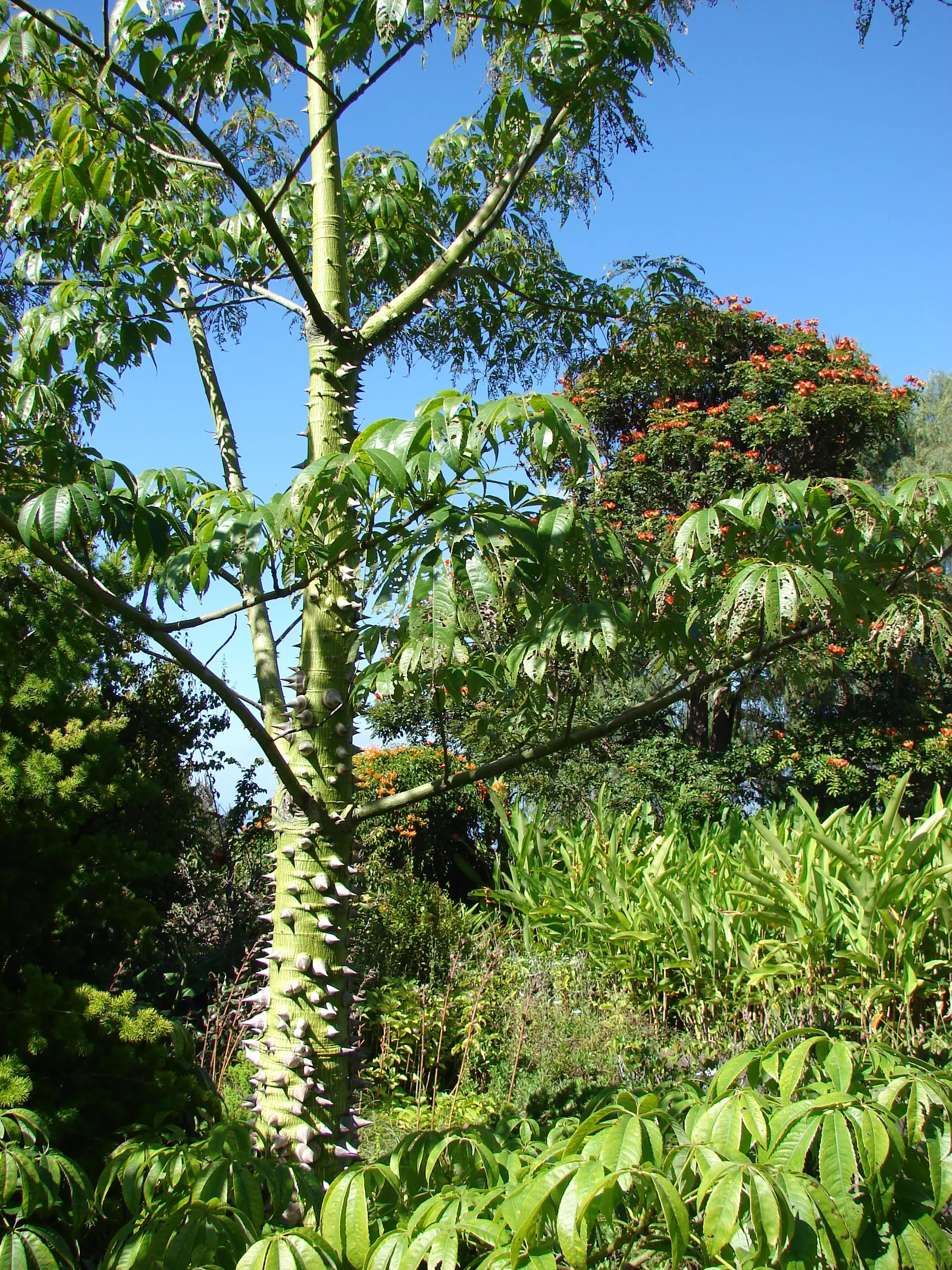 Silk Floss Tree (Ceiba Speciosa) — scientifically known as Ceiba speciosa; the Silk Floss Tree (Ceiba speciosa), image 142