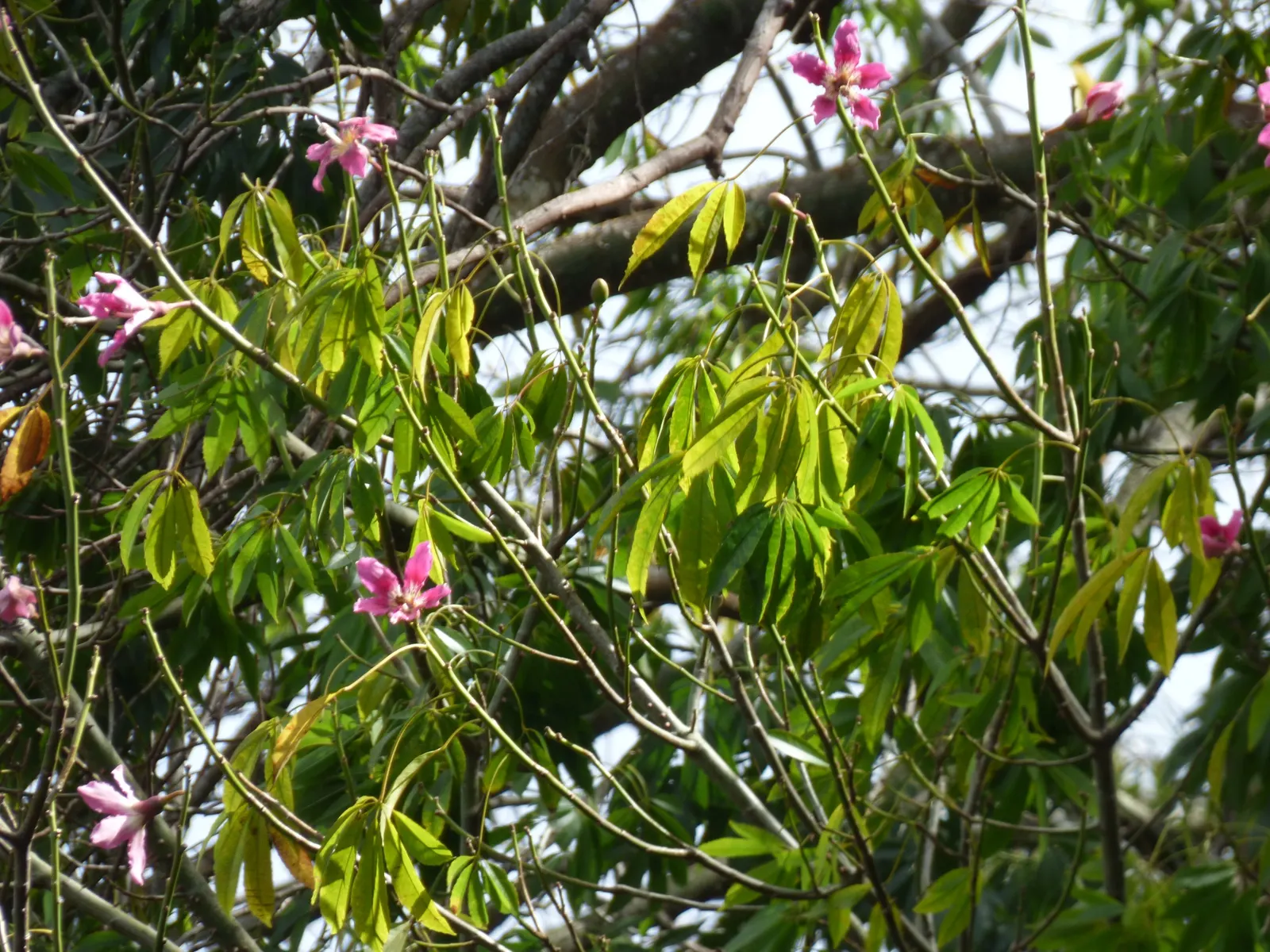 Silk Floss Tree (Ceiba Speciosa) — recognizable by its unique and majestic stature; the tree's trunk is one of its most distinctive features; it is, image 78