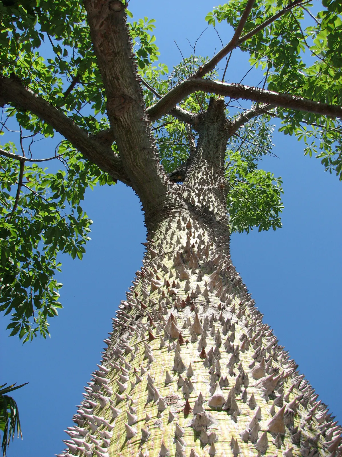 Silk Floss Tree (Ceiba Speciosa) — recognizable by its unique and majestic stature; the tree's trunk is one of its most distinctive features; it is, image 144