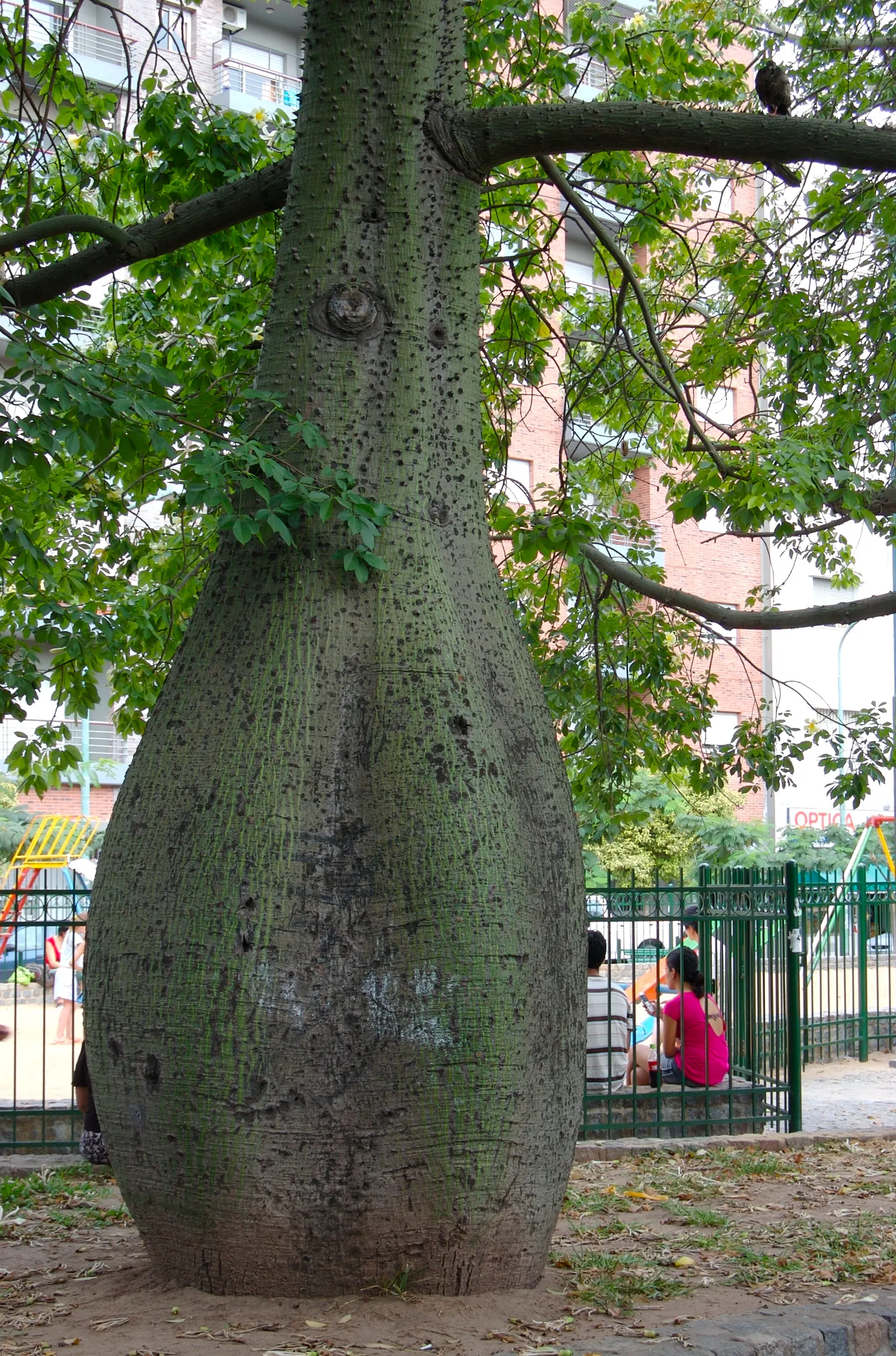Silk Floss Tree (Ceiba Speciosa) — the blooming flowers can completely cover the tree; recognizable by its unique and majestic stature