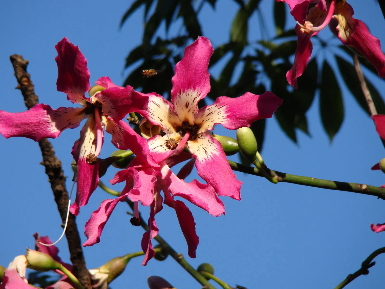 Silk Floss Tree (Ceiba Speciosa) — offering a brilliant display when few other trees are blooming; these fibers can create litter when the pods, image 150