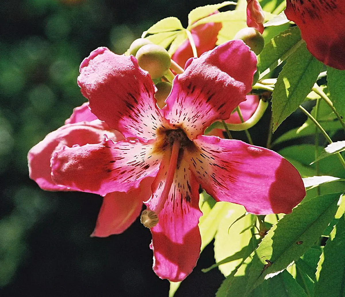 Silk Floss Tree (Ceiba Speciosa) — Each flower measures about 6 inches across, contributing to the tree's visual impact and allure; pink flowers in the garden