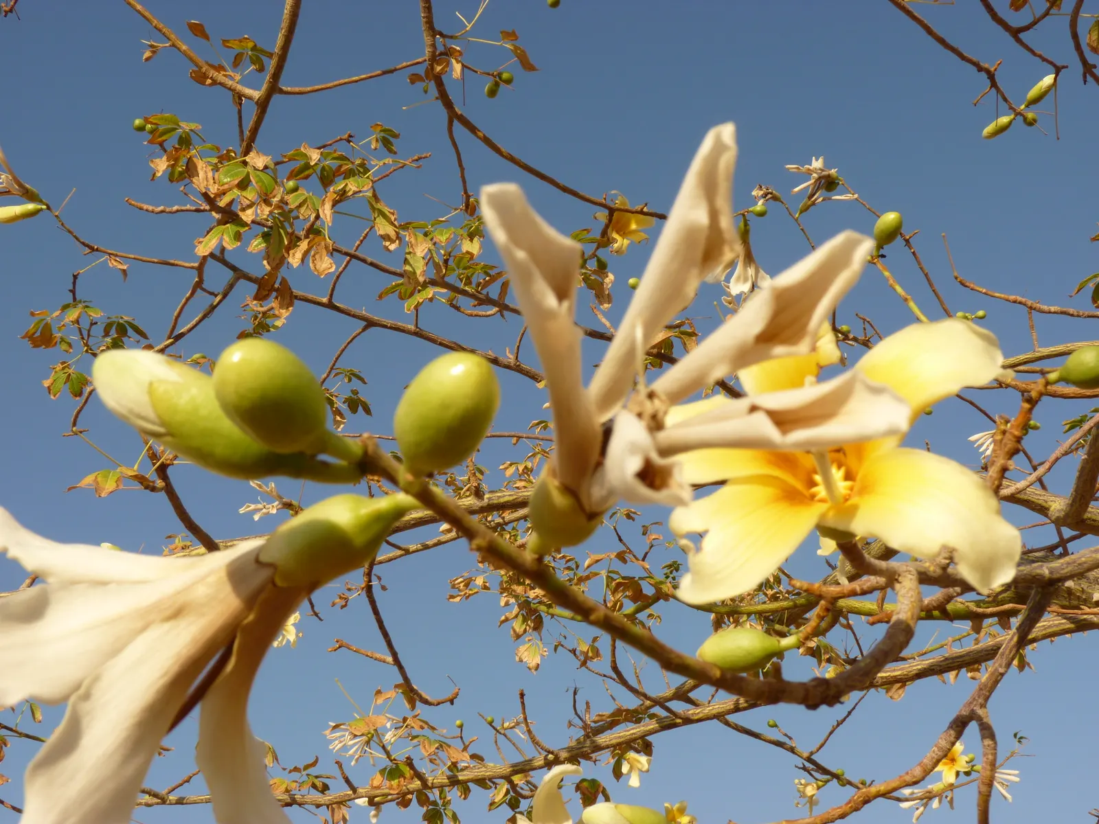 Silk Floss Tree (Ceiba Speciosa) — creating an unforgettable sight.<br><br>Following flowering; each flower measures about 6 inches across, contributing to the
