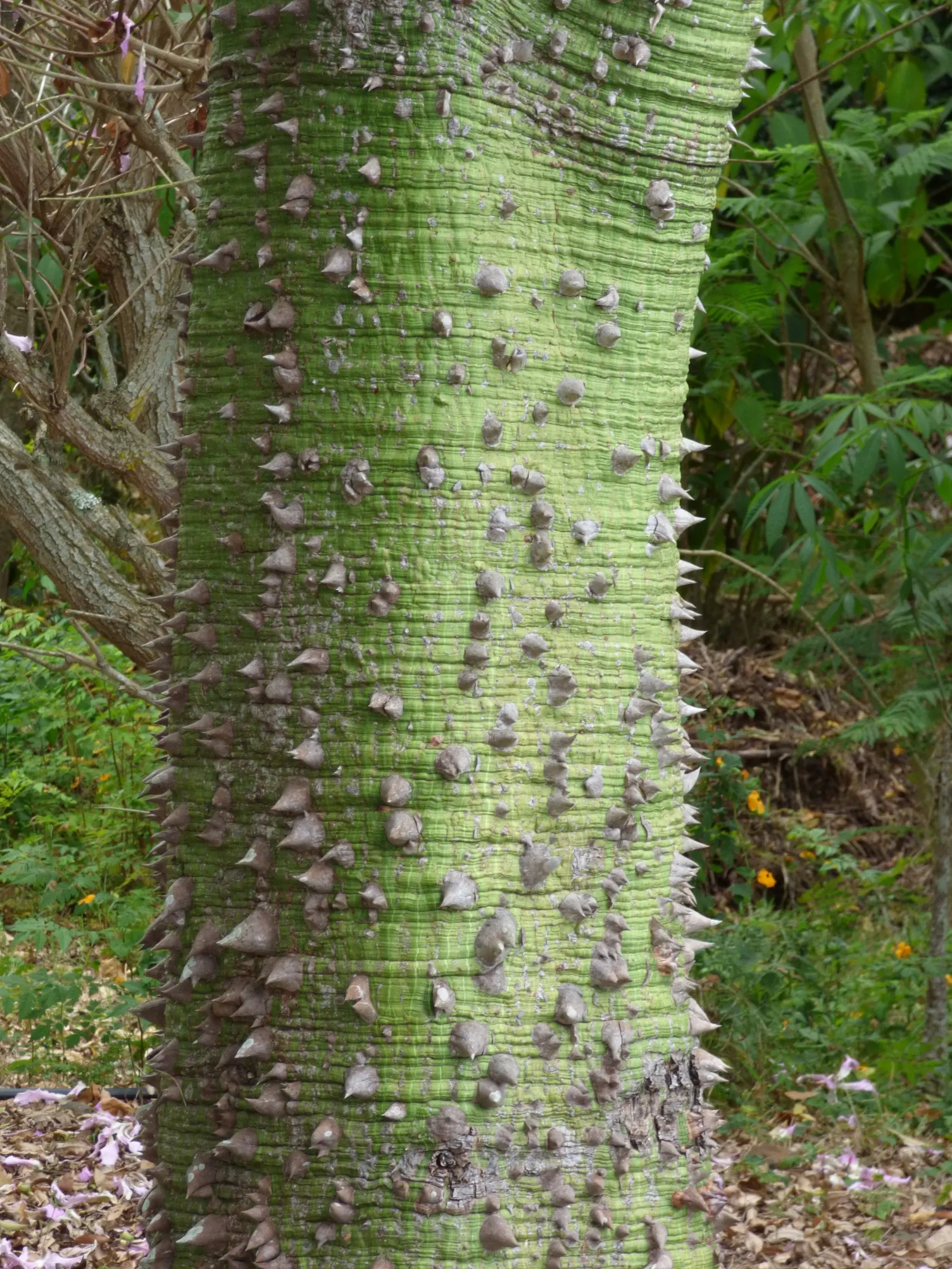 Silk Floss Tree (Ceiba Speciosa) — with a canopy spread of up to 40 feet; the Silk Floss Tree thrives in full sun exposure and requires, image 136