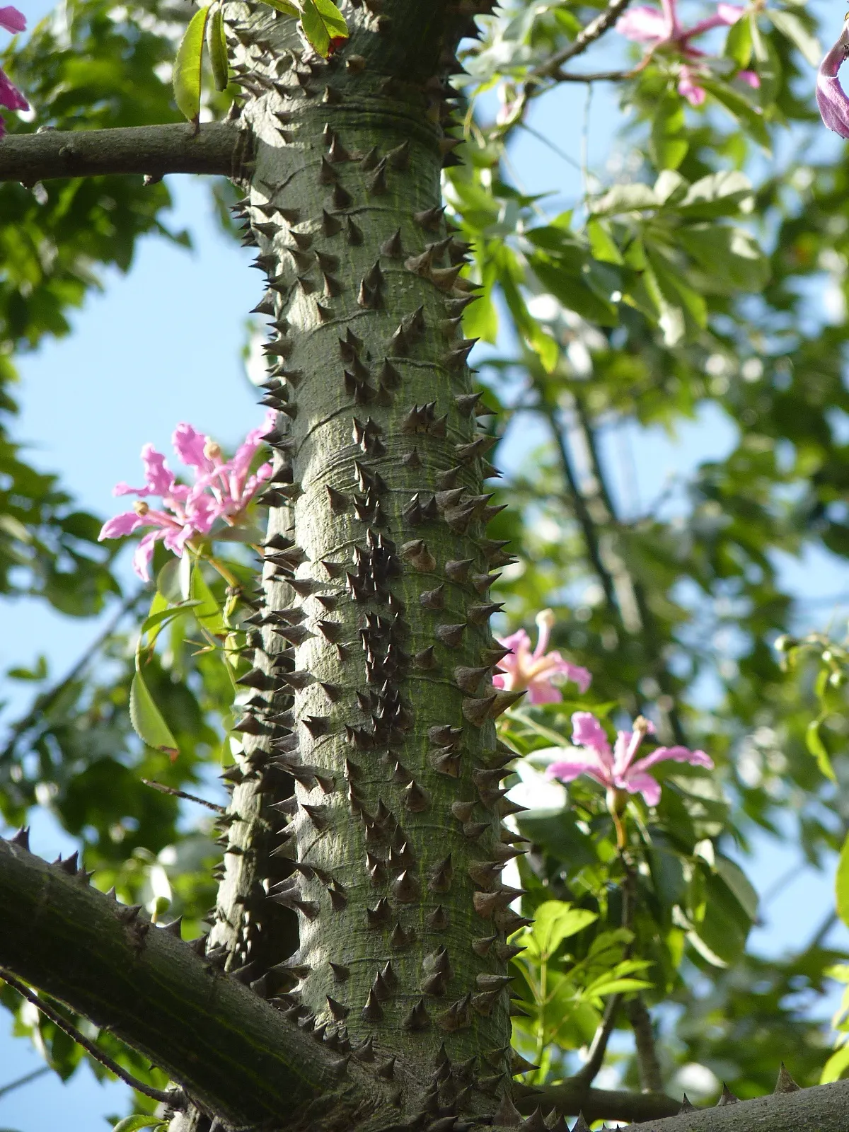 Silk Floss Tree (Ceiba Speciosa) — the tree produces oval pods filled with silky white fibers; it is tolerant of different soil types but prefers those that