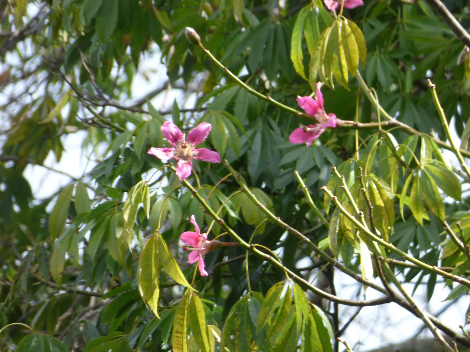 Silk Floss Tree (Ceiba Speciosa) — providing dramatic visual interest in warm climates; this tree is suited to USDA Hardiness Zones 9b through 11, image 75