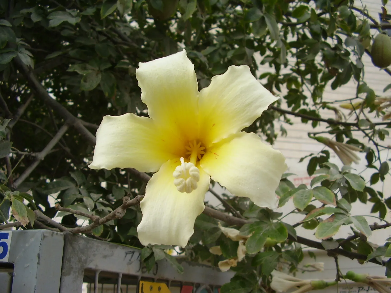 Silk Floss Tree (Ceiba Speciosa) — pink flowers in the garden; armed with woody conical prickles
