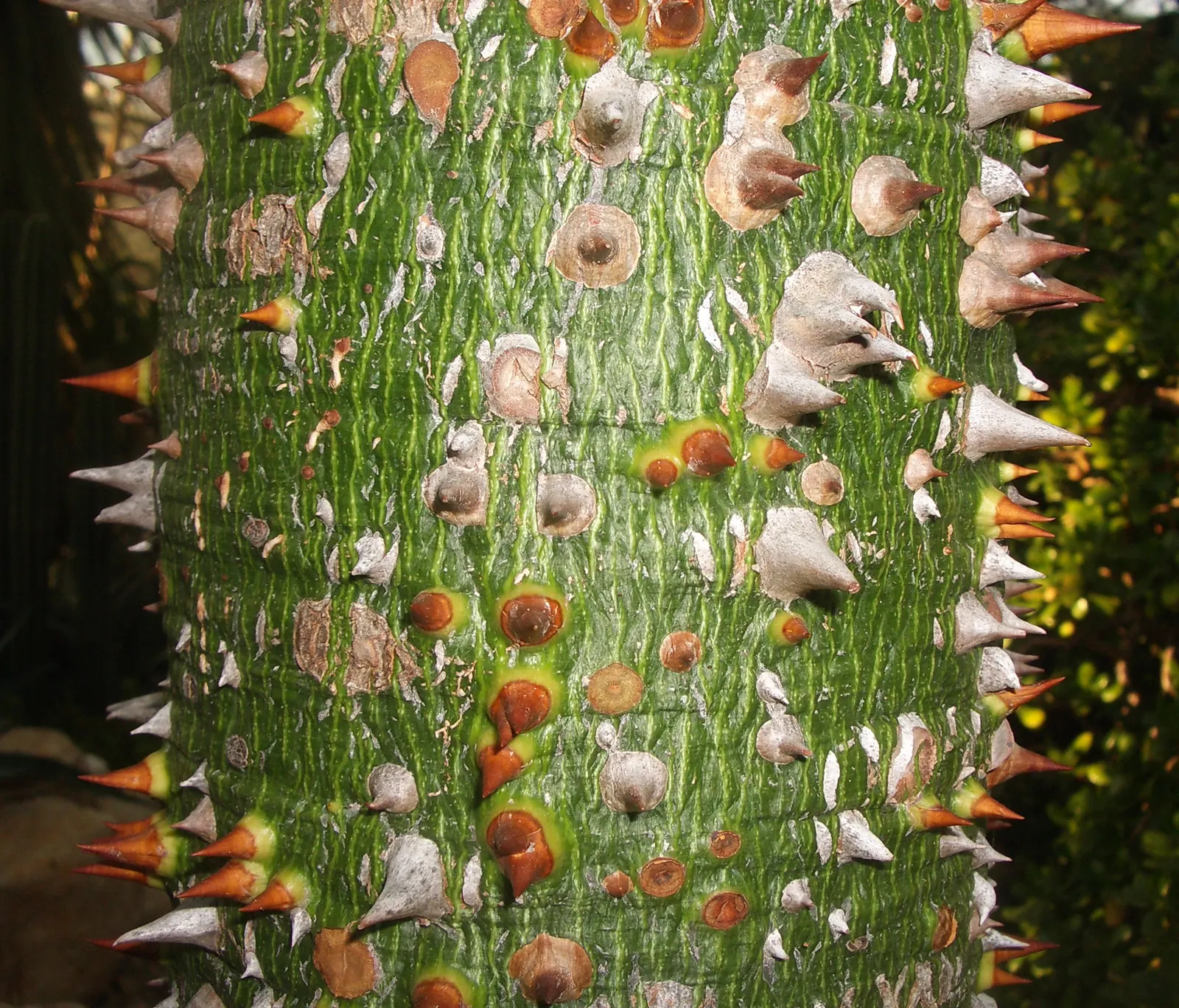Silk Floss Tree (Ceiba Speciosa) — the tree produces oval pods filled with silky white fibers; it is tolerant of different soil types but prefers, image 155