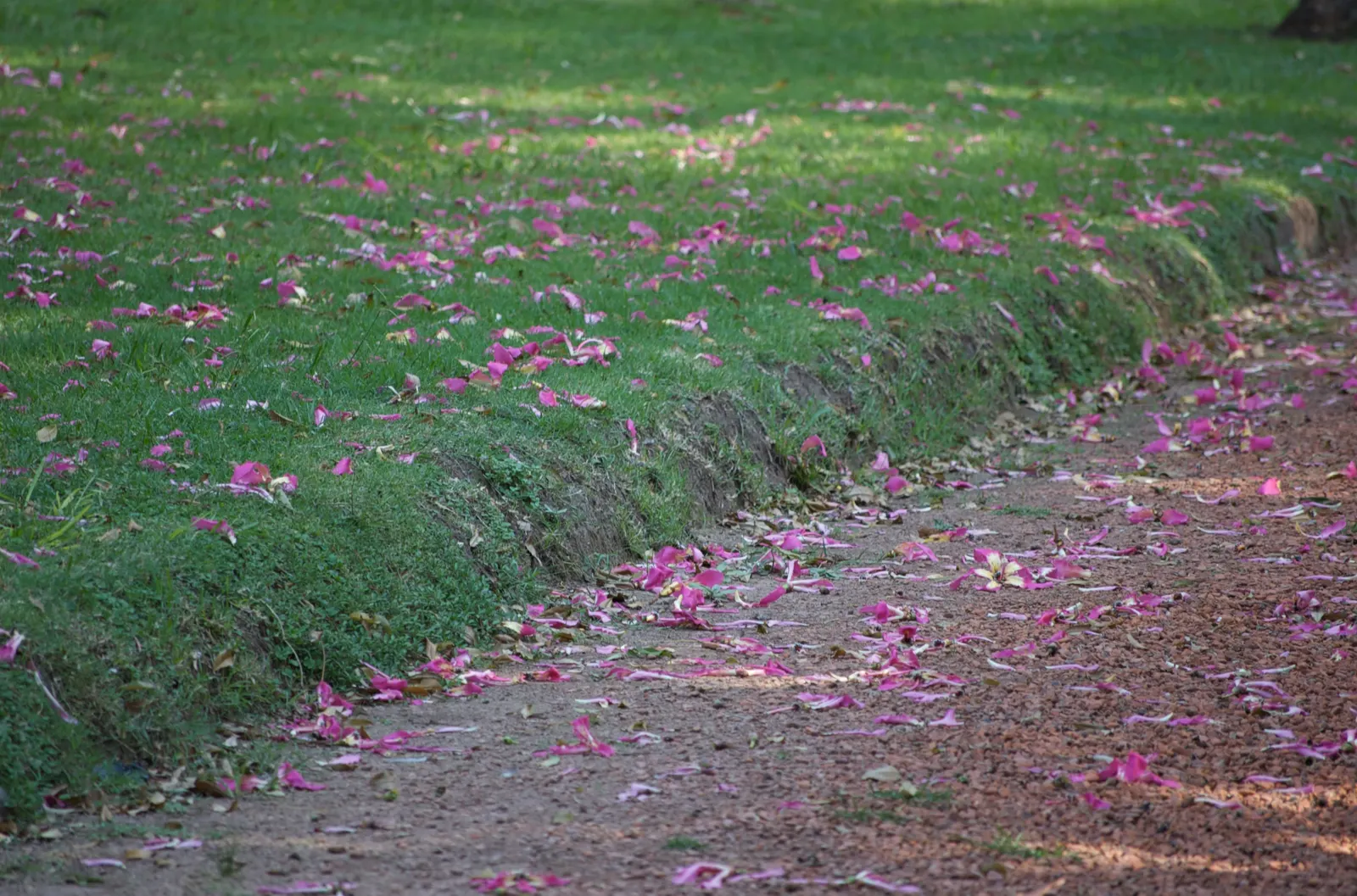 Silk Floss Tree (Ceiba Speciosa) — the Silk Floss Tree is adorned with large and showy pink or fuchsia blossoms, image 50