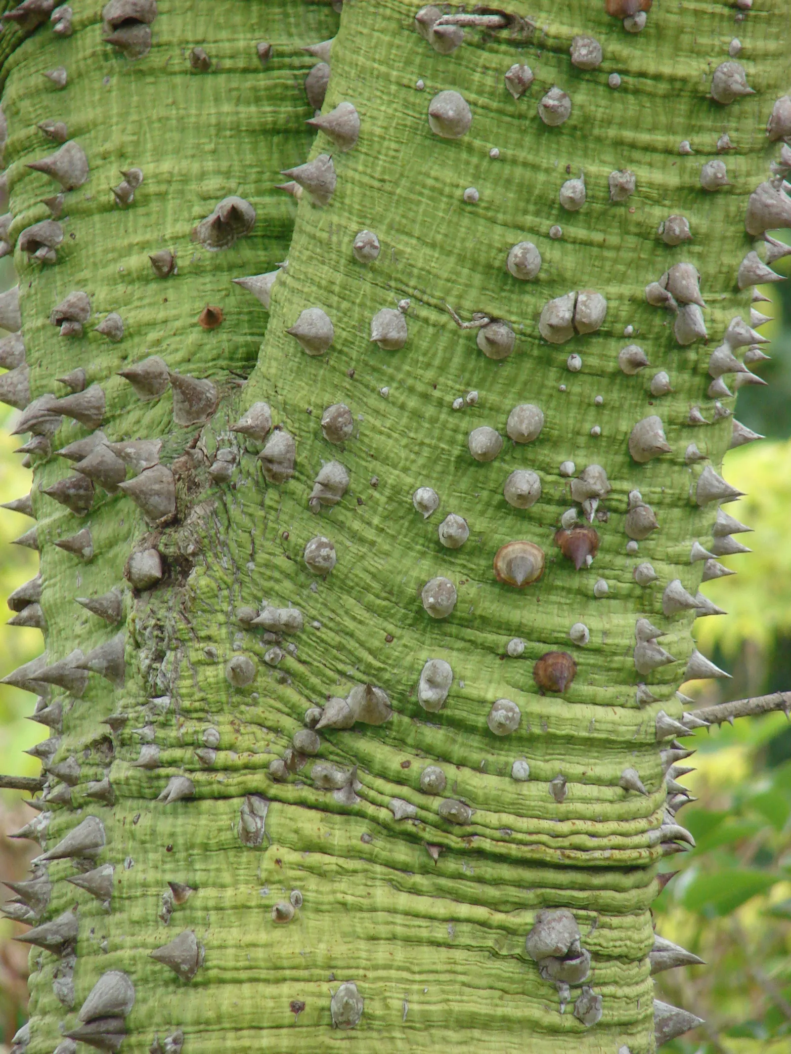 Silk Floss Tree (Ceiba Speciosa) — Notable for its bottle-shaped trunk covered in thick; tree with pink blooms, image 137