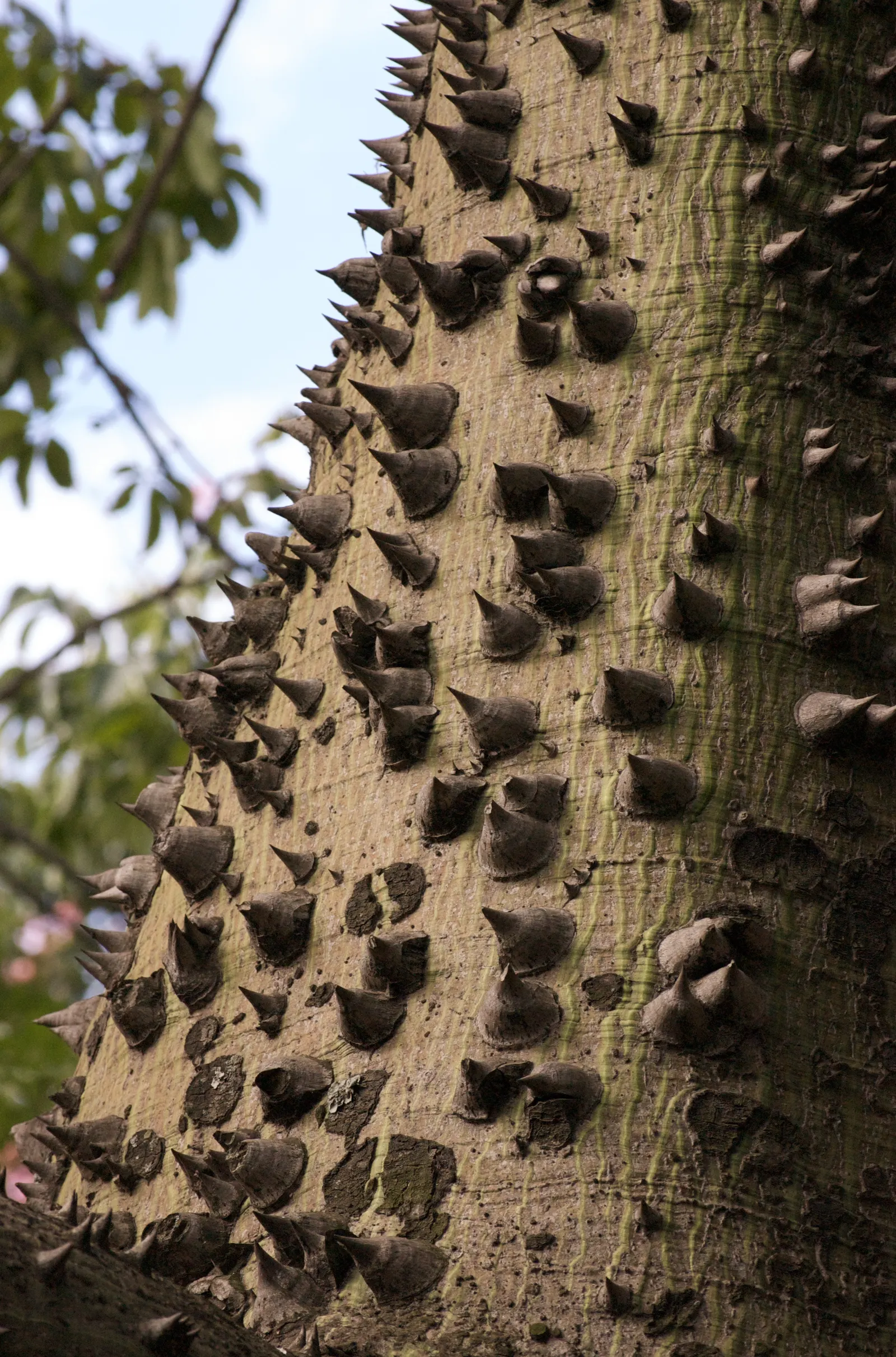 Silk Floss Tree (Ceiba Speciosa) — armed with woody conical prickles; scientifically known as Ceiba speciosa