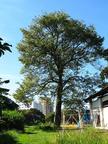 Silk Floss Tree (Ceiba Speciosa) — but it may require ample space for both aboveground and subterranean expansion; providing dramatic visual, image 96