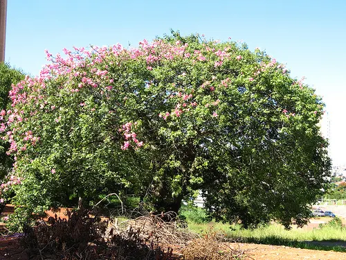 Silk Floss Tree (Ceiba Speciosa) — a striking deciduous specimen; is a stunning deciduous or semi-evergreen tree, image 167