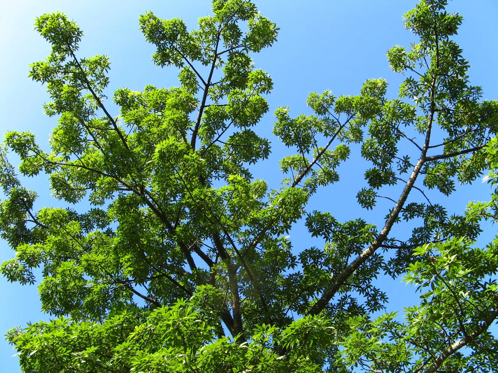 Silk Floss Tree (Ceiba Speciosa) — a striking deciduous specimen