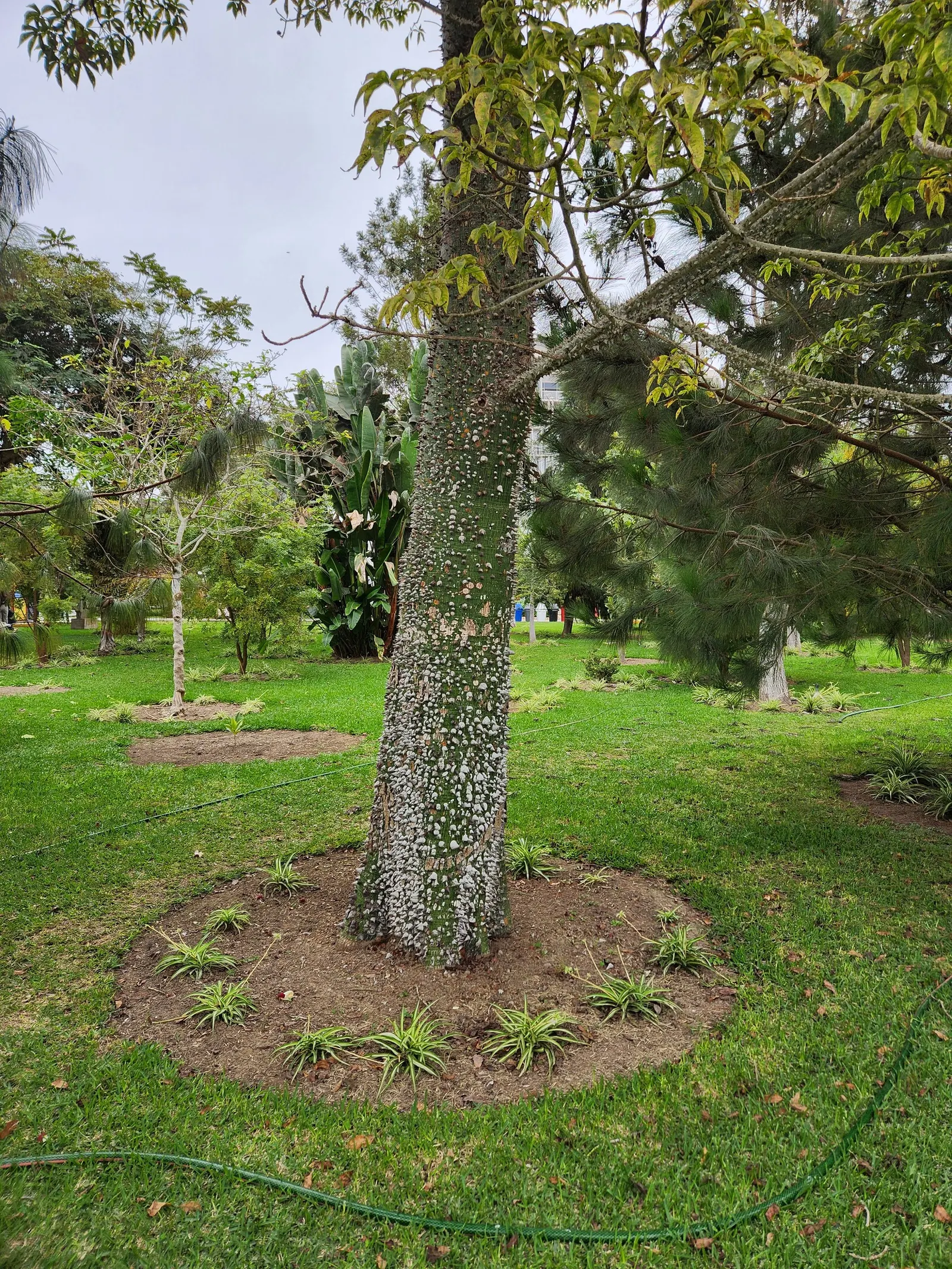 Silk Floss Tree (Ceiba Speciosa) — reaches heights of 30-60 feet