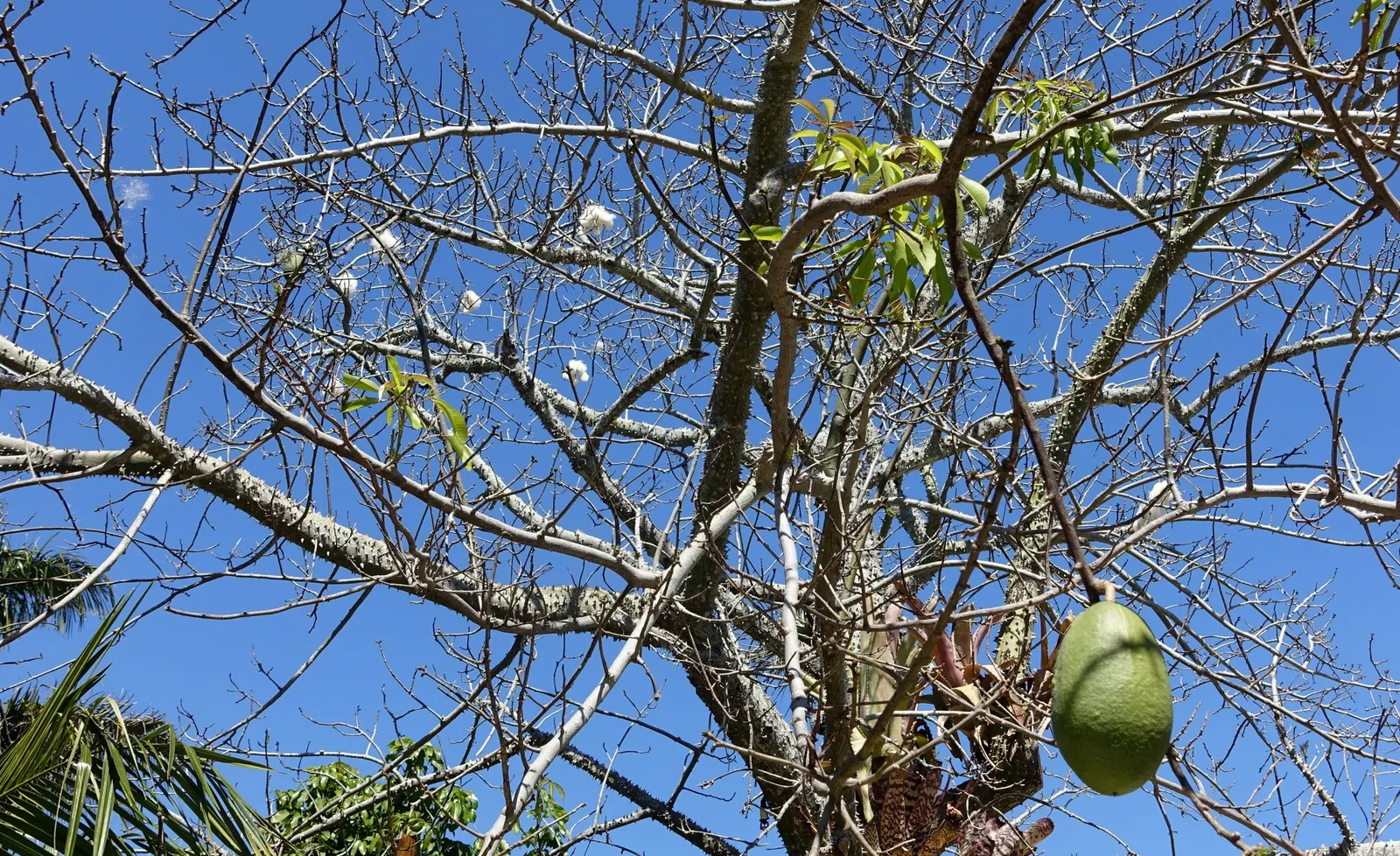Silk Floss Tree (Ceiba Speciosa) — orchid-like pink flowers in fall before leaf drop