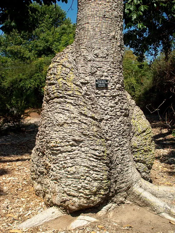 Silk Floss Tree (Ceiba Speciosa) — offering a brilliant display when few other trees are blooming; these fibers can create litter when the pods, image 84