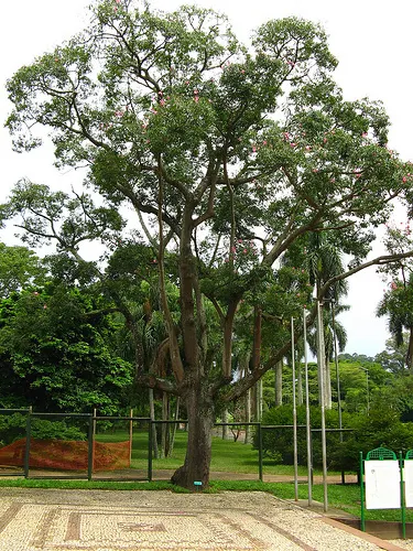 Silk Floss Tree (Ceiba Speciosa) — recognizable by its unique and majestic stature