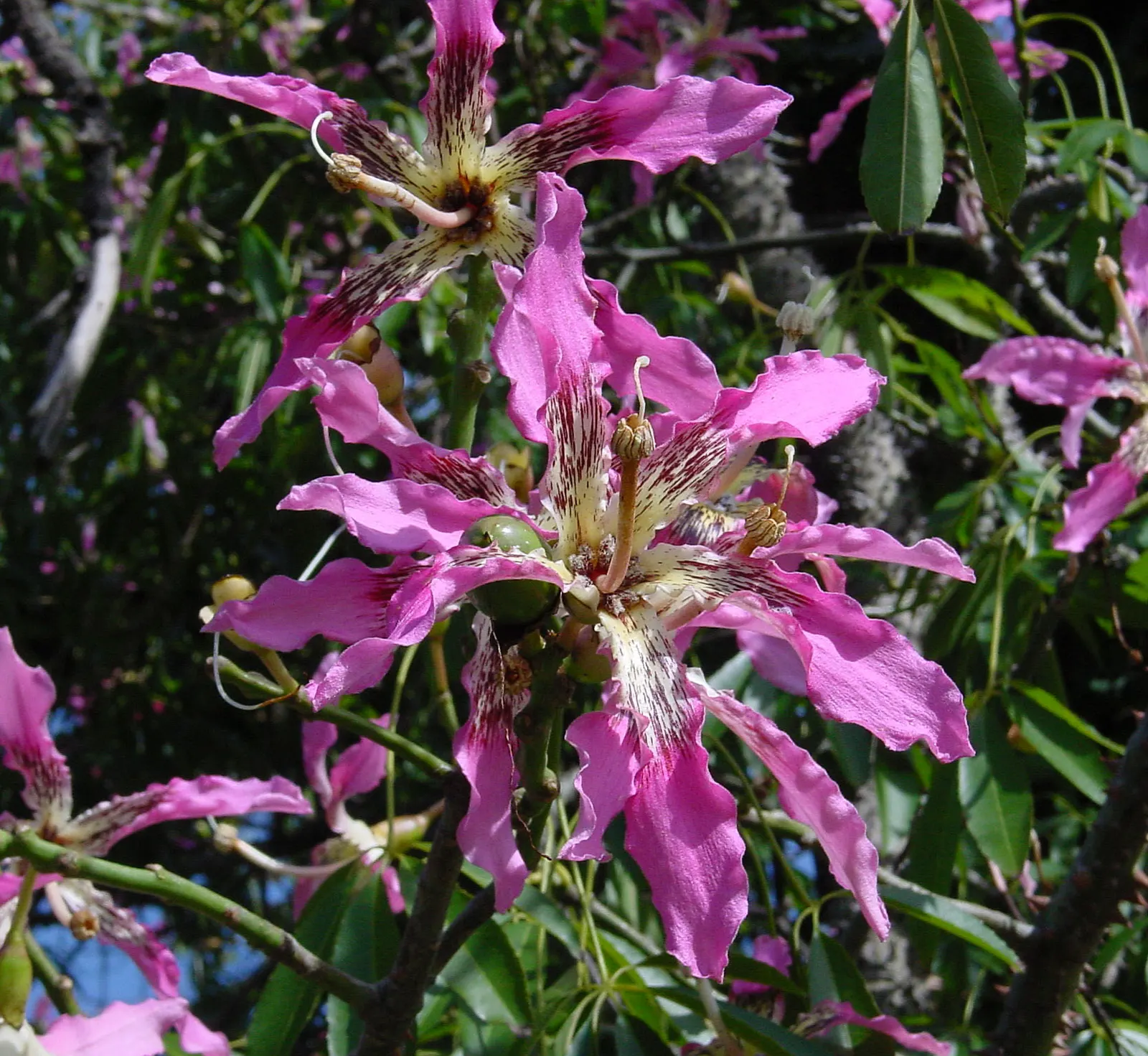 Silk Floss Tree (Ceiba Speciosa) — Its extensive roots make it ideal for parks and gardens, image 94