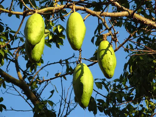 Silk Floss Tree (Ceiba Speciosa) — Notable for its bottle-shaped trunk covered in thick; tree with pink blooms, image 170