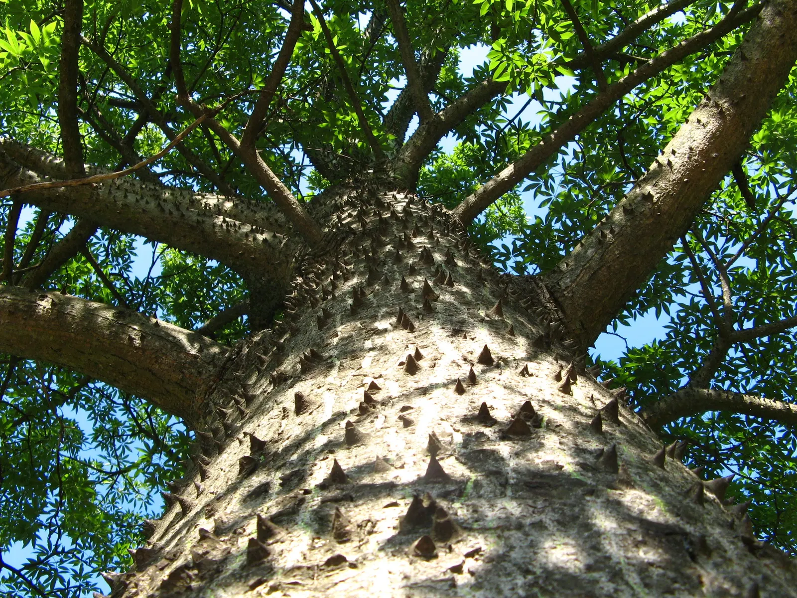 Silk Floss Tree (Ceiba Speciosa) — but it may require ample space for both aboveground and subterranean expansion; providing dramatic visual, image 162