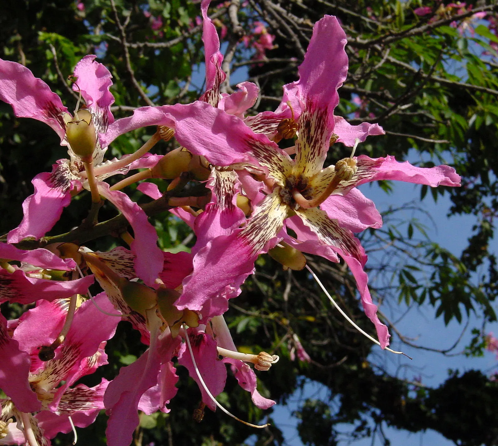 Silk Floss Tree (Ceiba Speciosa) — This tree is suited to USDA Hardiness Zones 9b through 11 and is drought-resistant once established; the, image 93