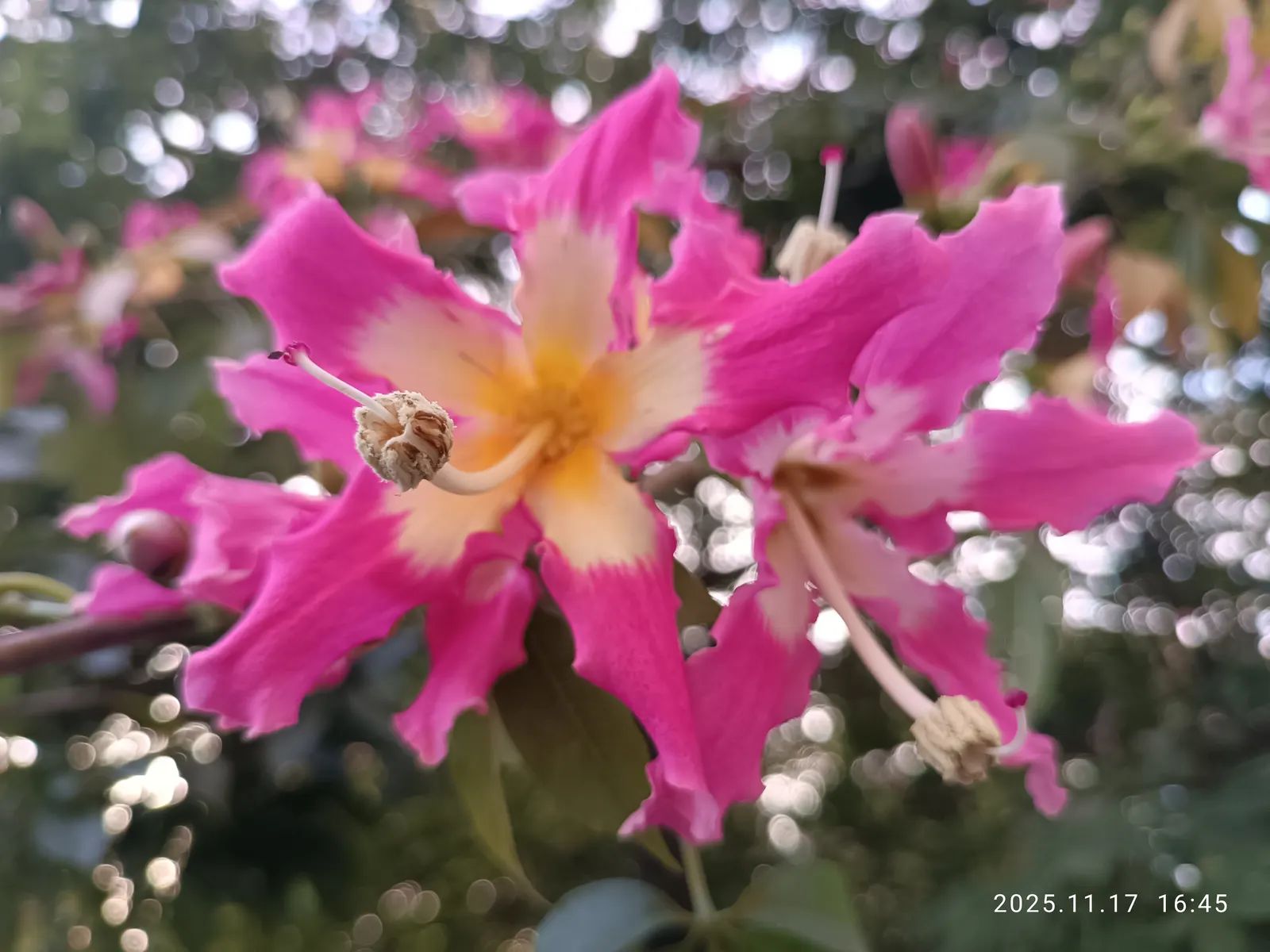 Silk Floss Tree (Ceiba Speciosa) — Notable for its bottle-shaped trunk covered in thick