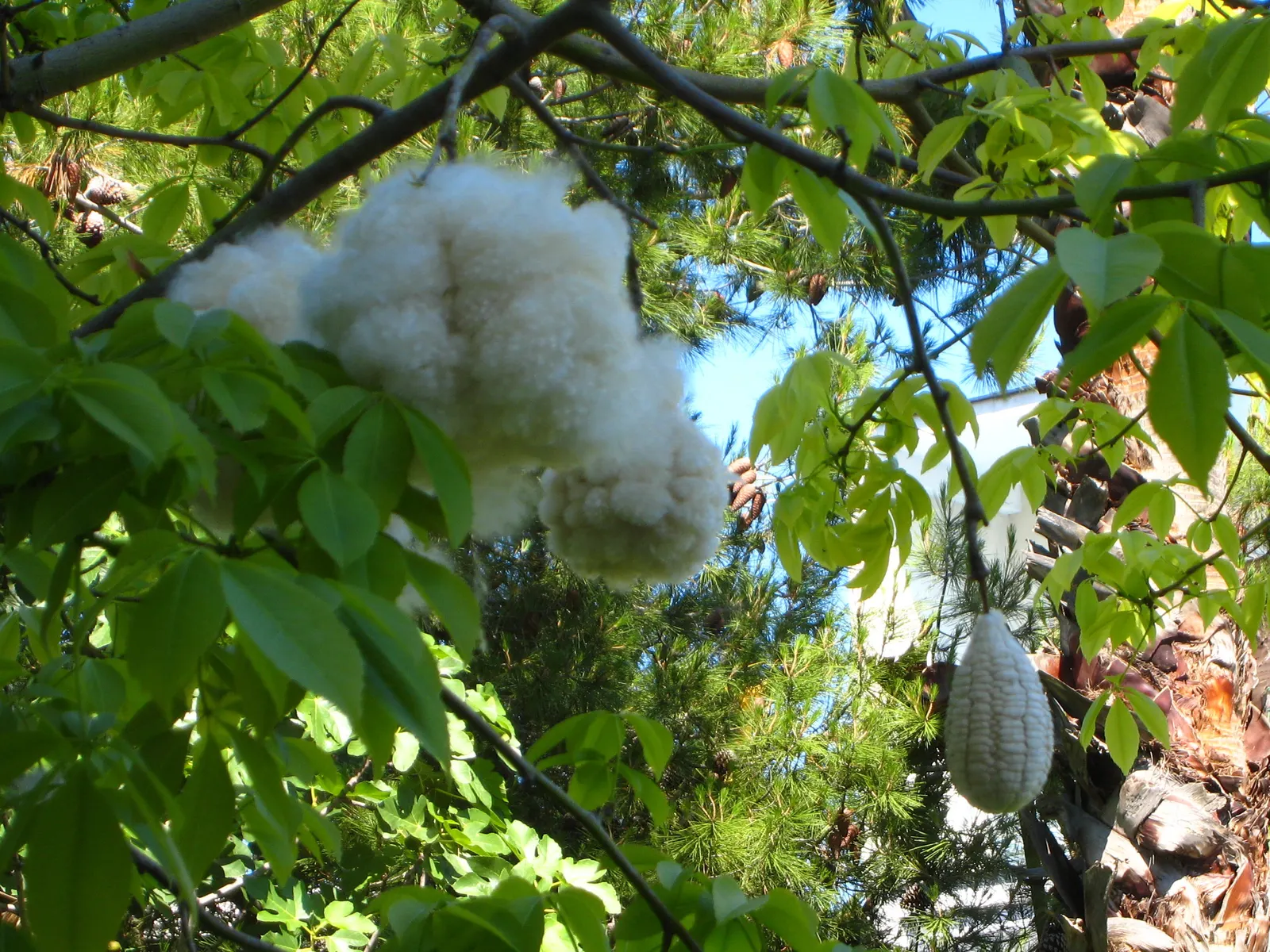 Silk Floss Tree (Ceiba Speciosa) — The Silk Floss Tree (Ceiba speciosa); with a canopy spread of up to 40 feet, image 166