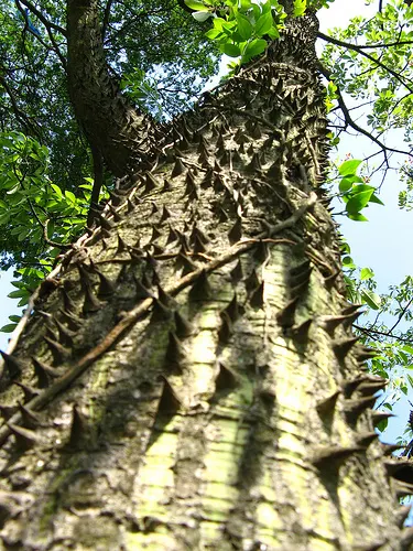 Silk Floss Tree (Ceiba Speciosa) — orchid-like pink flowers in fall before leaf drop, image 171