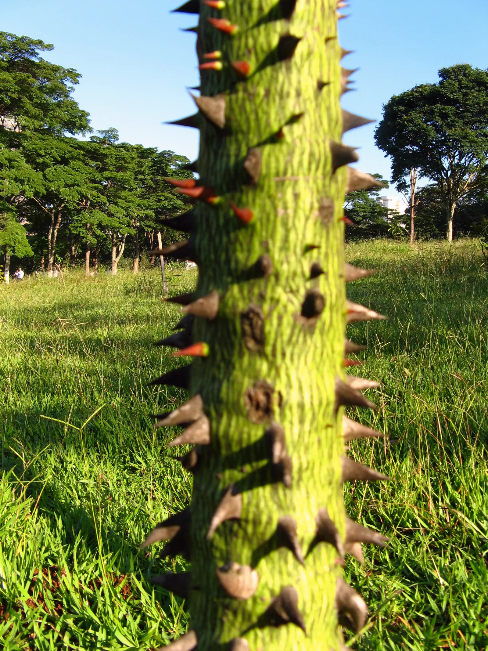 Silk Floss Tree (Ceiba Speciosa) — where it won't interfere with nearby structures; a striking deciduous specimen, image 161