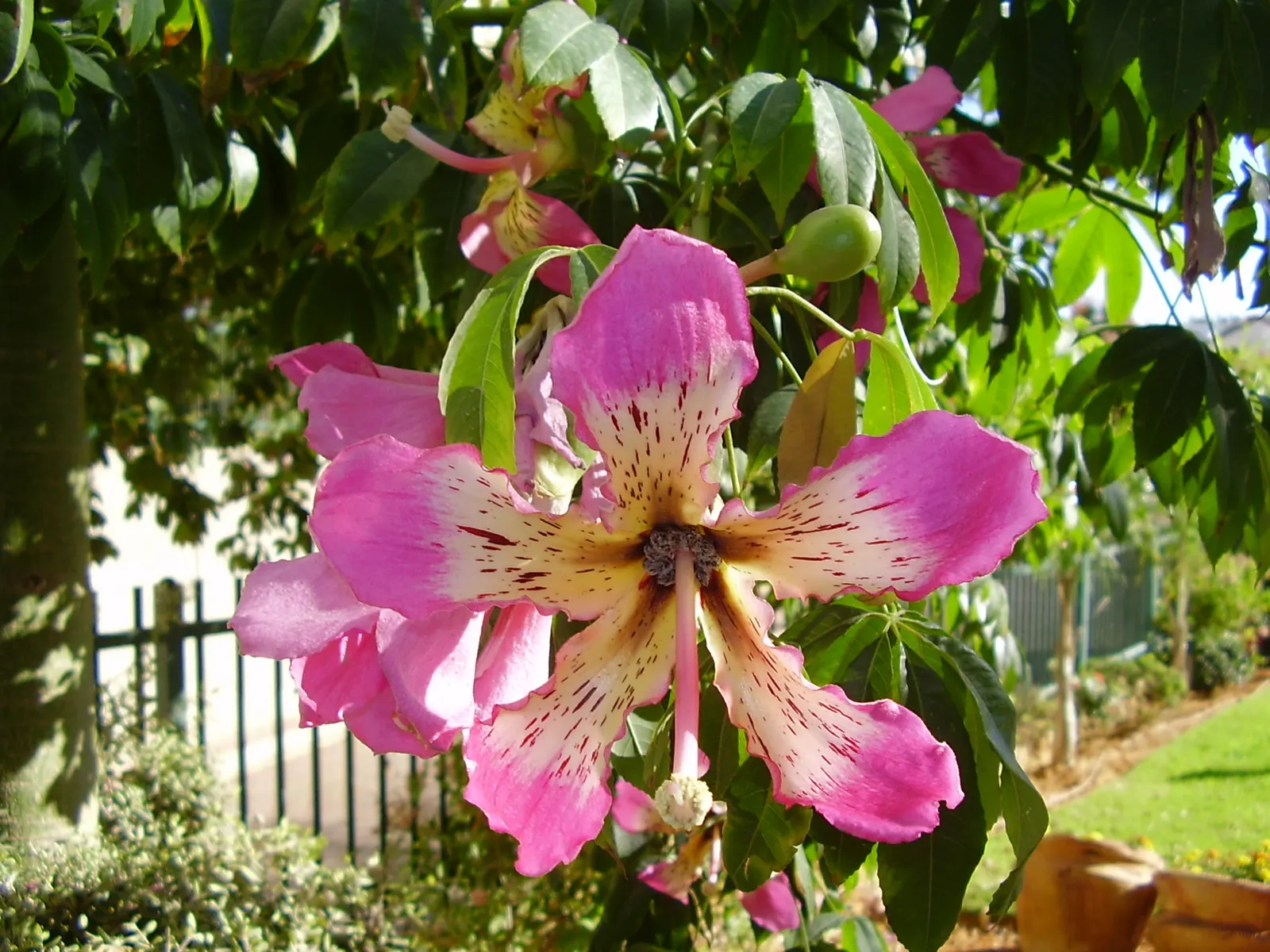 Silk Floss Tree (Ceiba Speciosa) — it demands full sun and well-drained soil