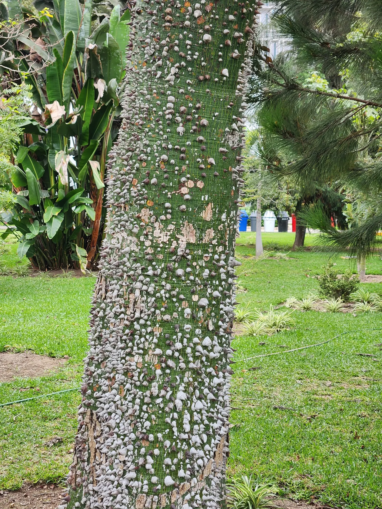 Silk Floss Tree (Ceiba Speciosa) — pink flowers in the garden; armed with woody conical prickles, image 97