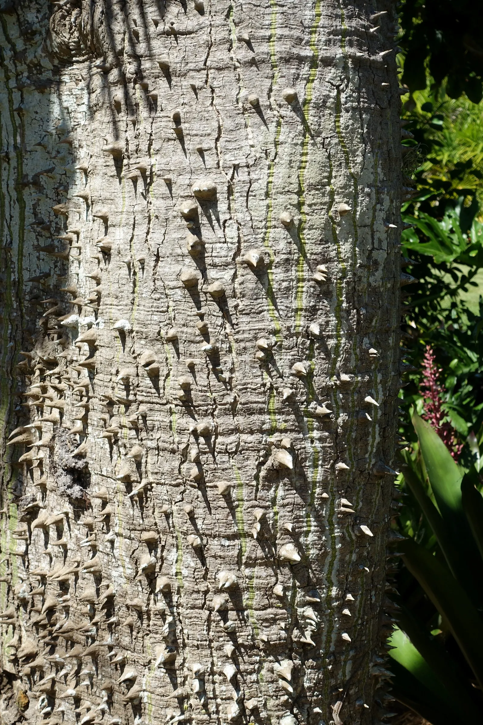Silk Floss Tree (Ceiba Speciosa) — and is drought-tolerant once established
