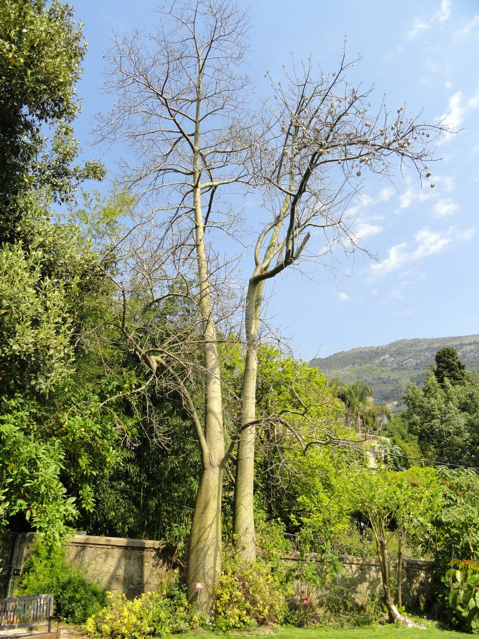 Silk Floss Tree (Ceiba Speciosa) — and is drought-tolerant once established; before the foliage emerges, image 173