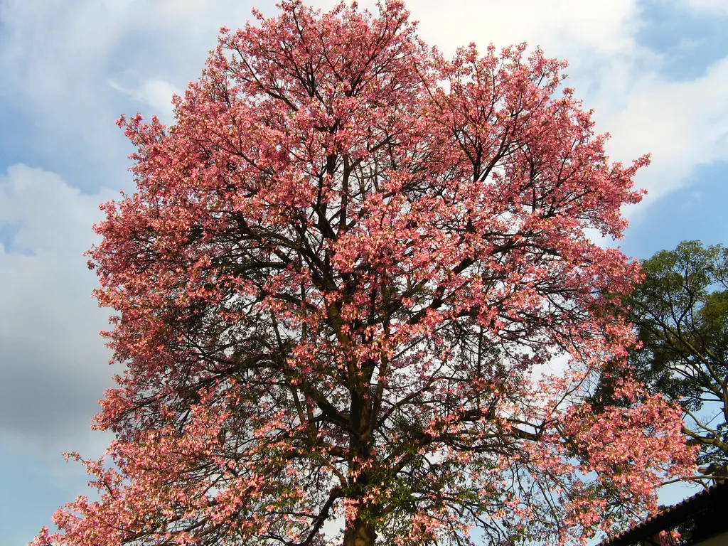 Silk Floss Tree (Ceiba Speciosa) — with a canopy spread of up to 40 feet; the Silk Floss Tree thrives in full sun exposure and requires, image 169