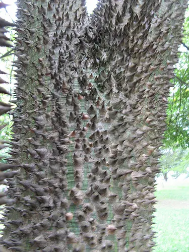Silk Floss Tree (Ceiba Speciosa) — reaches heights of 30-60 feet; offering a brilliant display when few other trees are blooming, image 168
