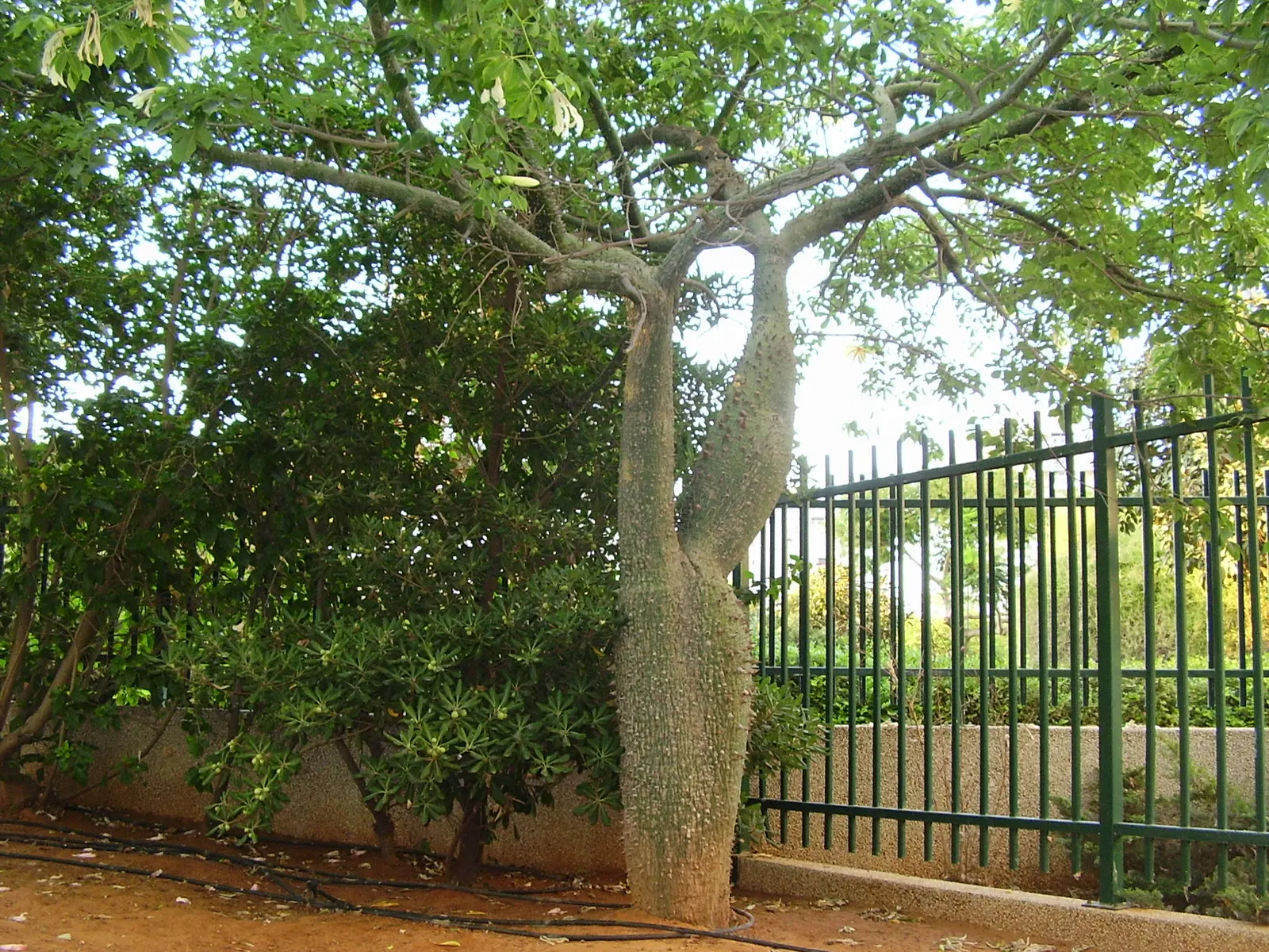 Silk Floss Tree (Ceiba Speciosa) — providing dramatic visual interest in warm climates; this tree is suited to USDA Hardiness Zones 9b through 11, image 174