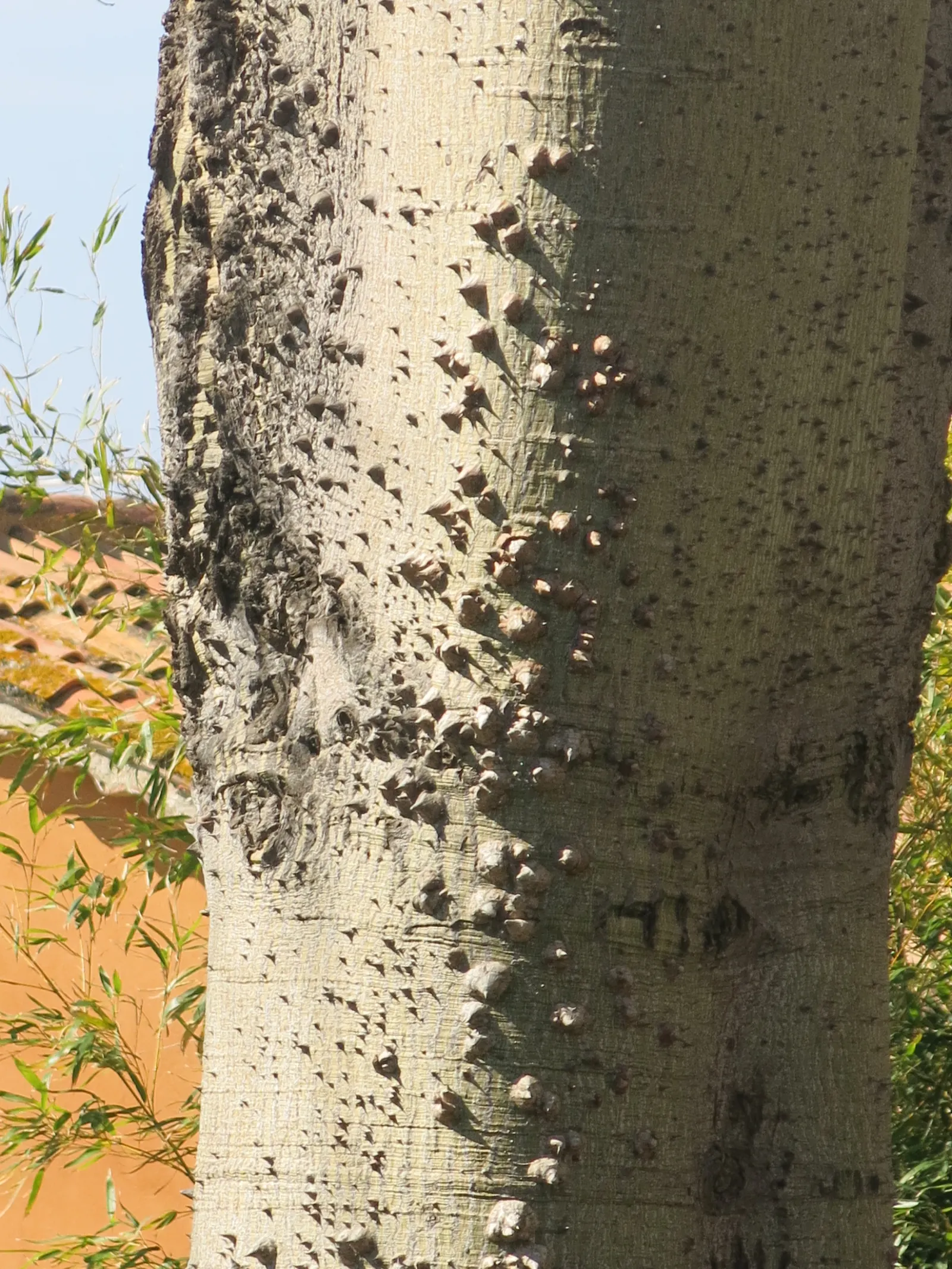 Silk Floss Tree (Ceiba Speciosa) — is a stunning deciduous or semi-evergreen tree