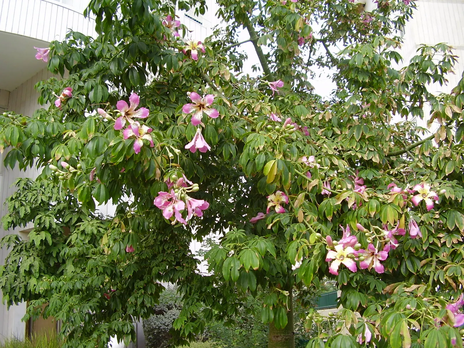 Silk Floss Tree (Ceiba Speciosa) — the tree produces oval pods filled with silky white fibers; it is tolerant of different soil types but prefers, image 89