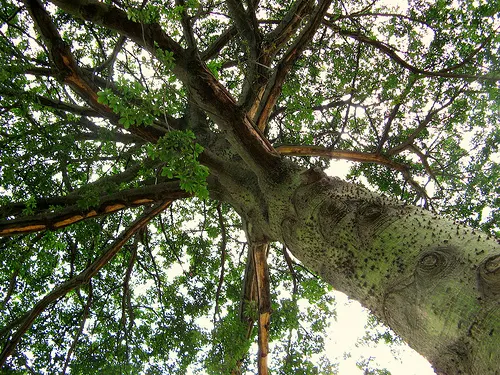 Silk Floss Tree (Ceiba Speciosa) — a striking deciduous specimen; is a stunning deciduous or semi-evergreen tree, image 101