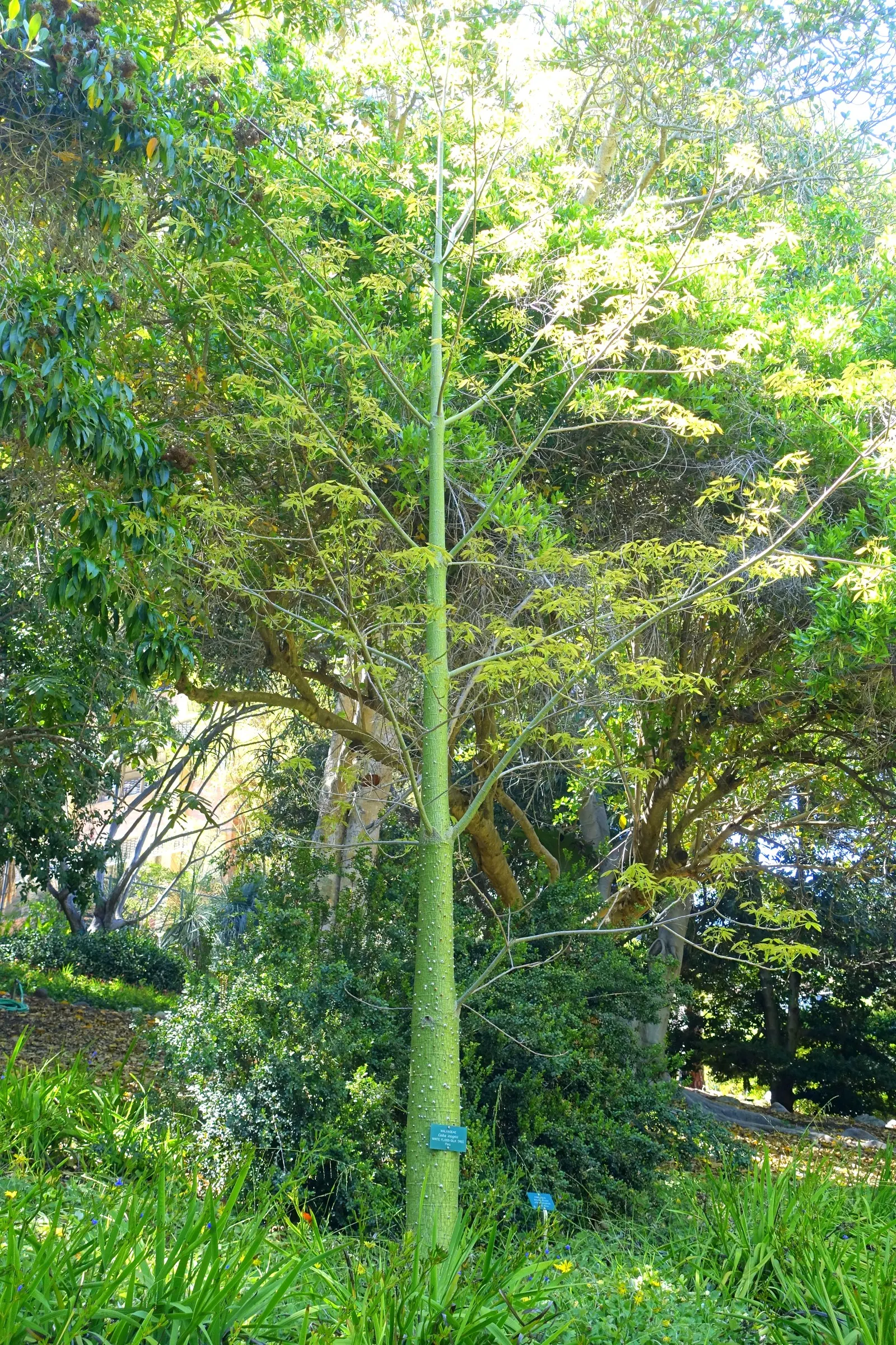 Silk Floss Tree (Ceiba Speciosa) — these fibers can create litter when the pods open.<br><br>For best growth; tree for full, image 90